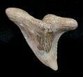 Hemipristis Shark Tooth Fossil #4162-1